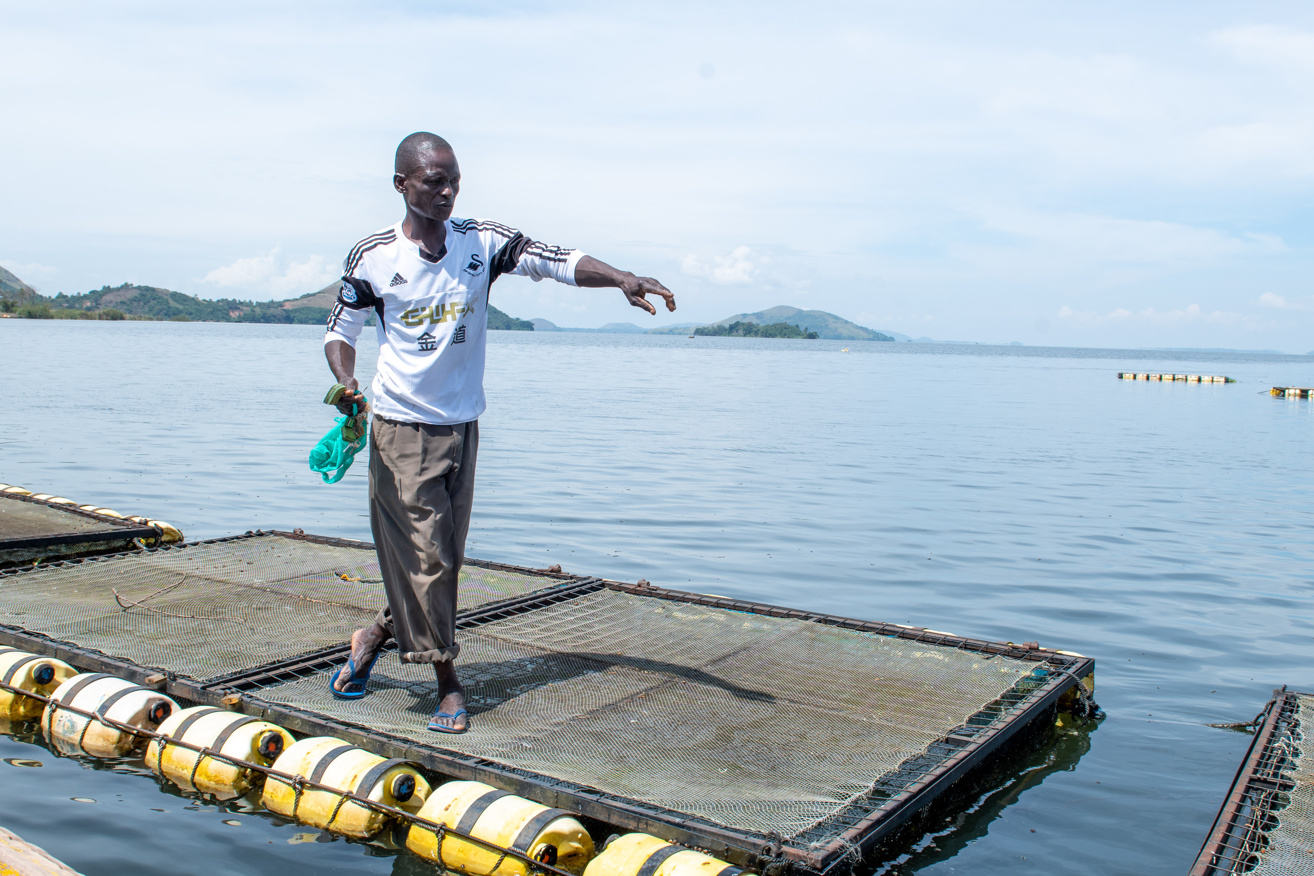 Angestellter eines geförderten Unternehmers aus Kenia füttert Fische in einer Aquakultur