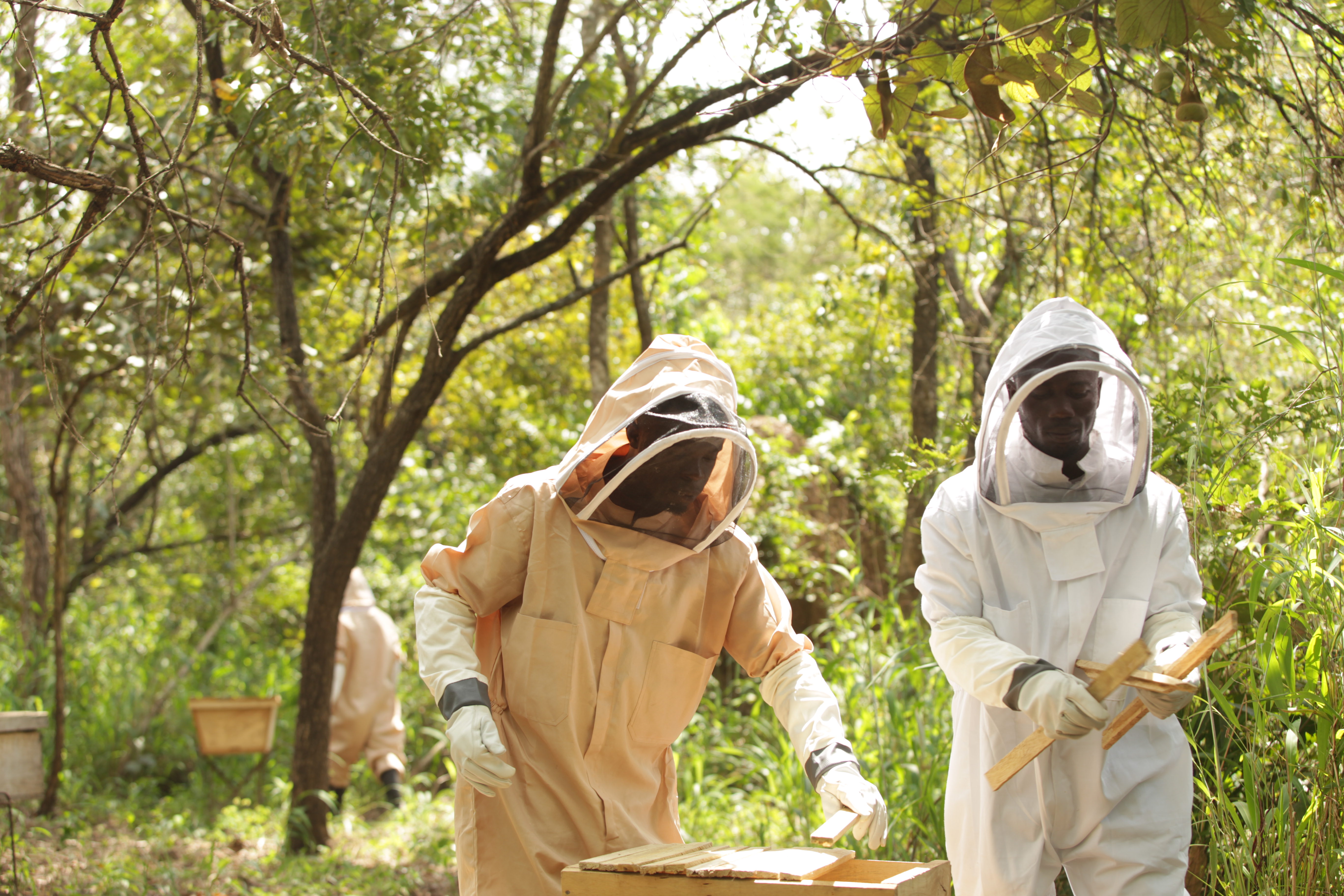 Enoch Kwalma Dzadzra und sein Mitarbeiter reparieren gemeinsam einen Bienenstock. Copyright: WIDU.africa