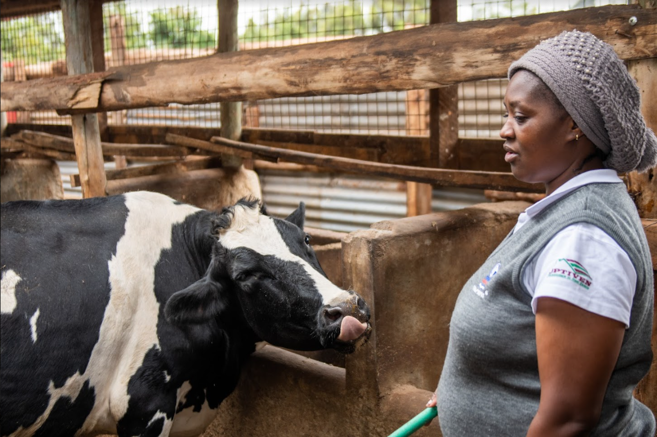 A female Kenyan farmer and entrepreneur laughs about her naughty cow which sticks out its tongue