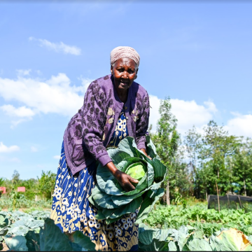 Elderly female entrepreneur presents cabbage she harvested on her vegetable farm in Kenya