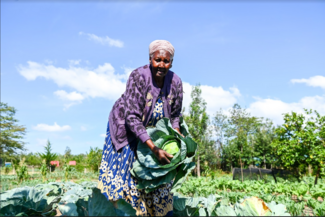 Elderly female entrepreneur and owner of Kapkures Farm business presents cabbage she harvested on her vegetable farm in Kenya