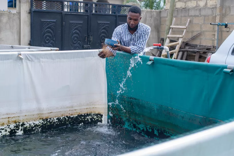 Ebenezer Paul Mensah, owner of Luxury Farms, feeds catfish in one of his water tanks Ebenezer Paul Mensah, owner of Luxury Farms, feeds catfish in one of his water tanks. Copyright: WIDU.africa