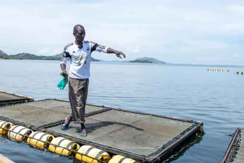 Employee of a Kenyan entrepreneur feeds fish in an aquaculture
