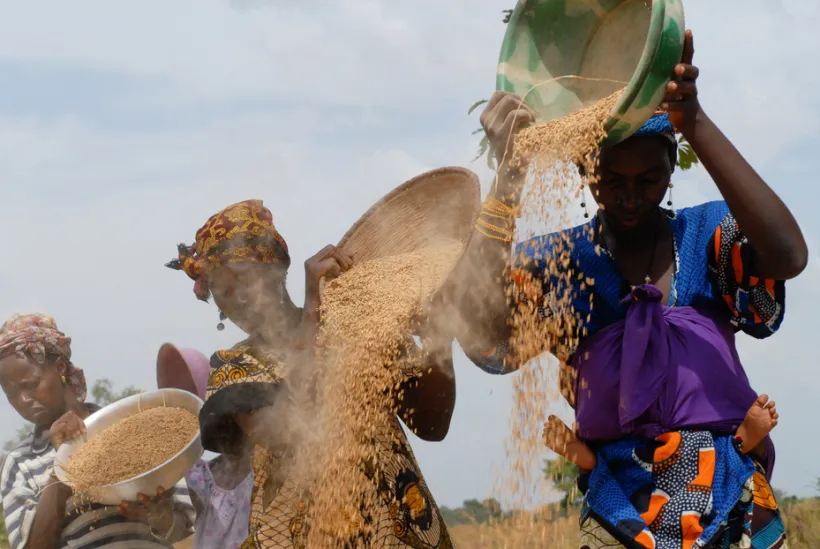 Women pour harvested grain from large pots. © GIZ
